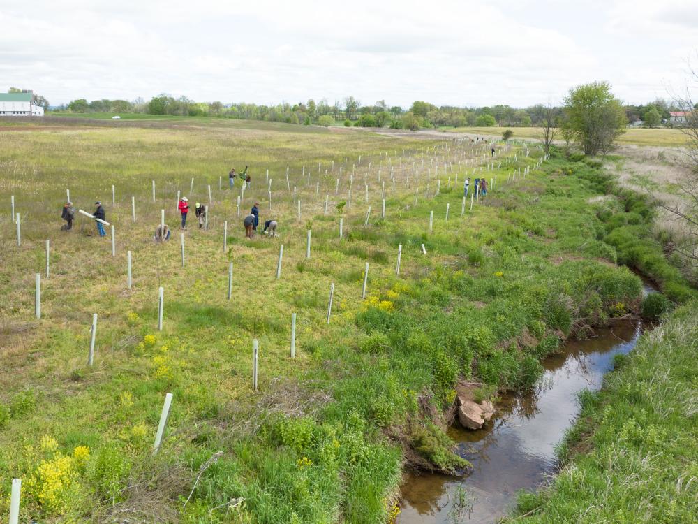 planting riparian buffer