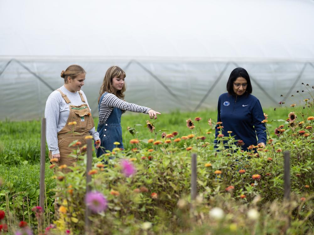 Neeli picks small tomatoes off a vine while Vancie looks on. 