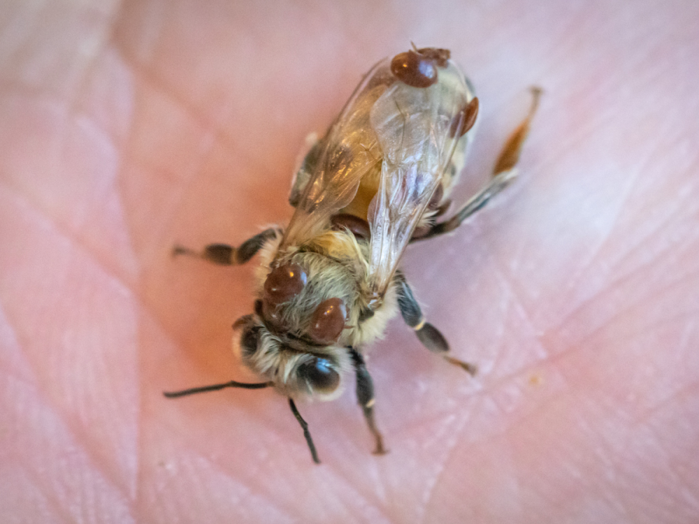 危険なハチのウイルス、少なくとも米国の森林では死滅していることが判明(Dangerous bee virus less deadly in at least one US forest, researchers find)