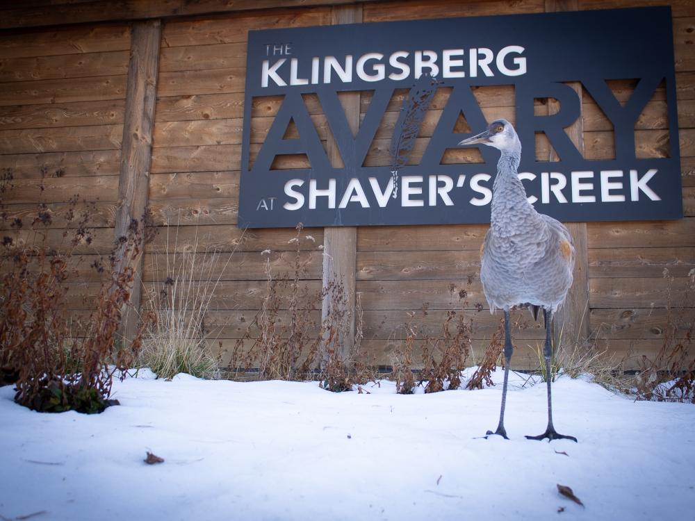Sandhill crane in snow in front of Klingsberg Aviary sign 