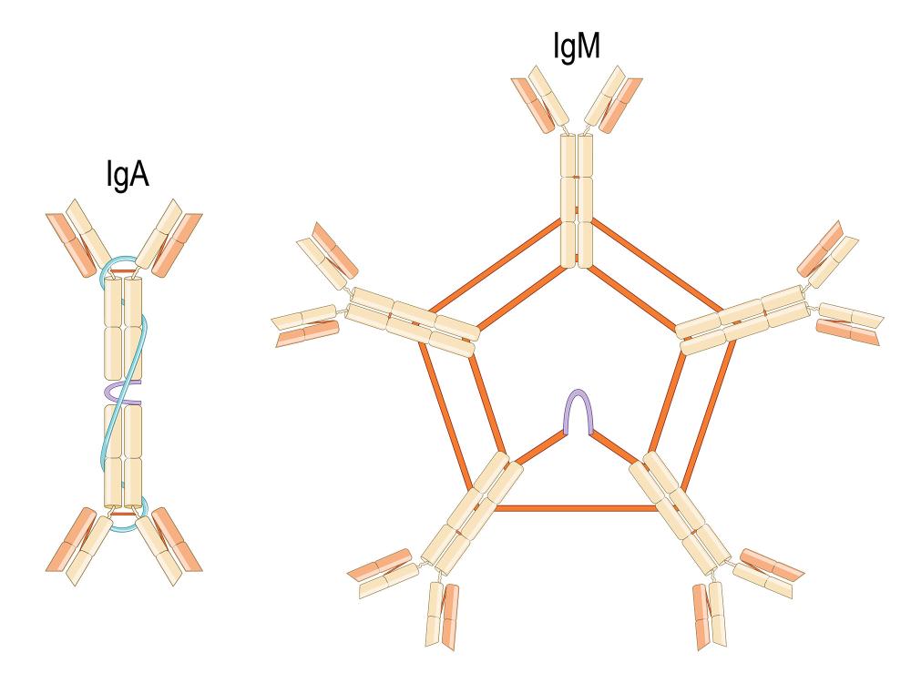 Two illustrated antibodies labeled “IgA” and “IgM.” They both contain a small purple “U” shape, which represents the Joining chain. 