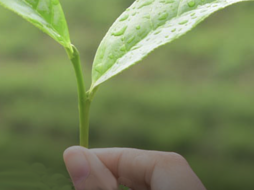 plant close-up