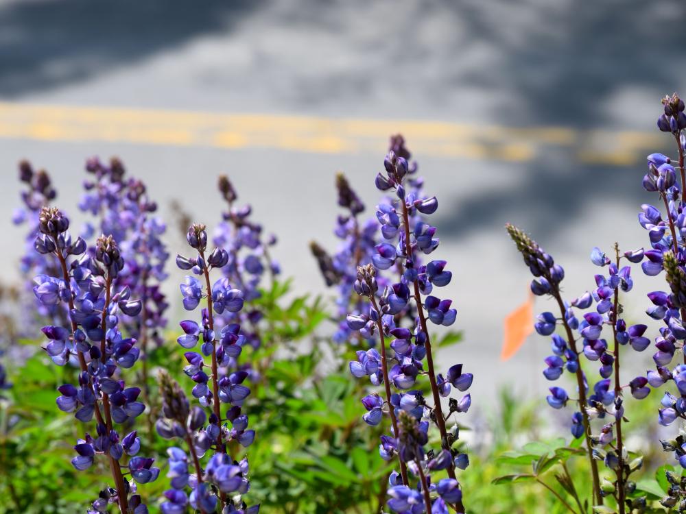 Wild lupine grows along a roadway