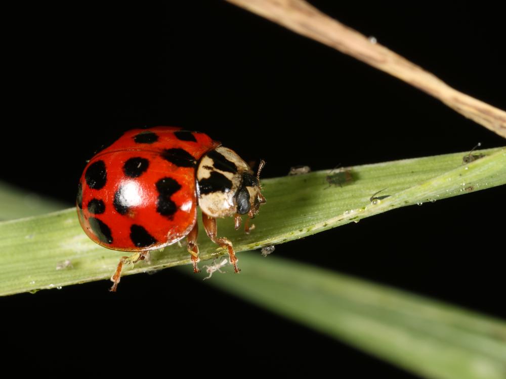 A ladybug crawls along a plant stalk, surrounded by aphids