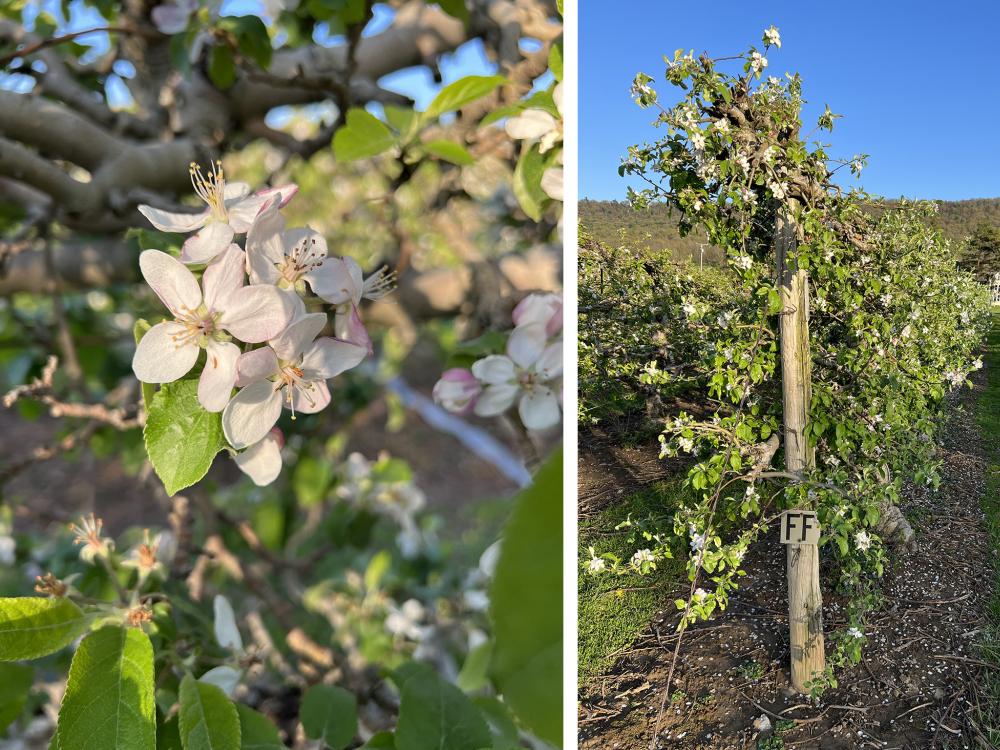 two photos of apple blossoms in an orchard