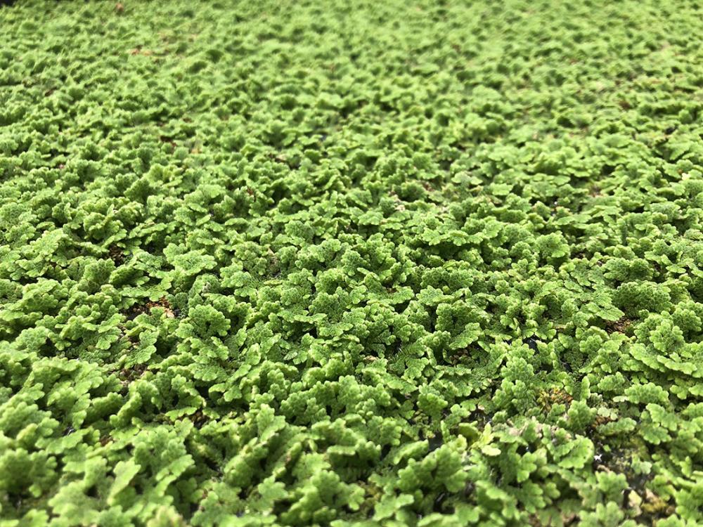 water fern carpet