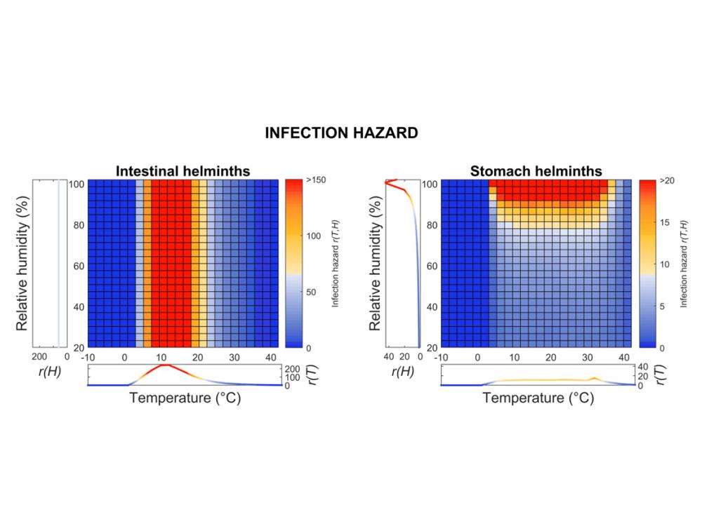 two graphs showing infection hazard of parasitic worms