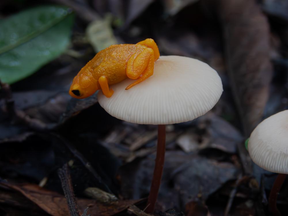 Orange frog on a forest floor