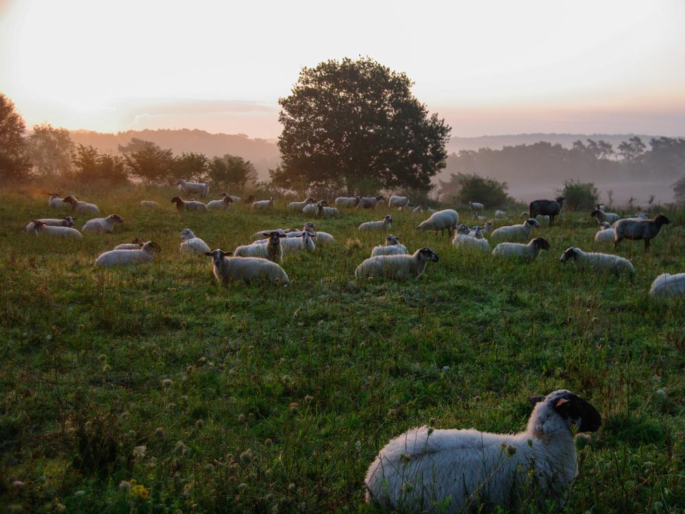 Sheep in a field