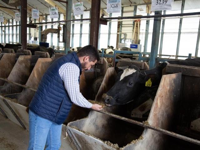 grad student feeding cow