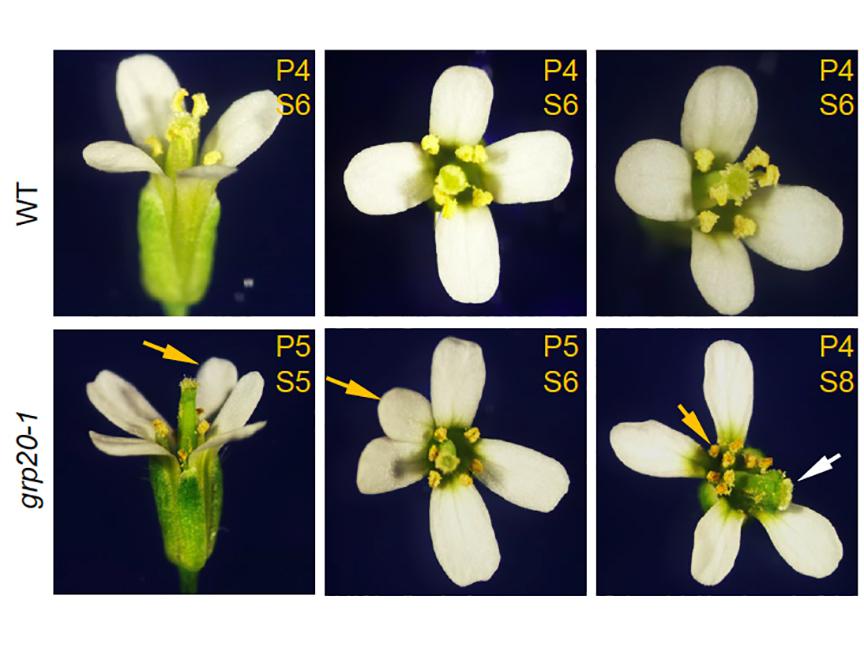 Images of wild-type and mutant flowers from the model plant species Arabidopsis