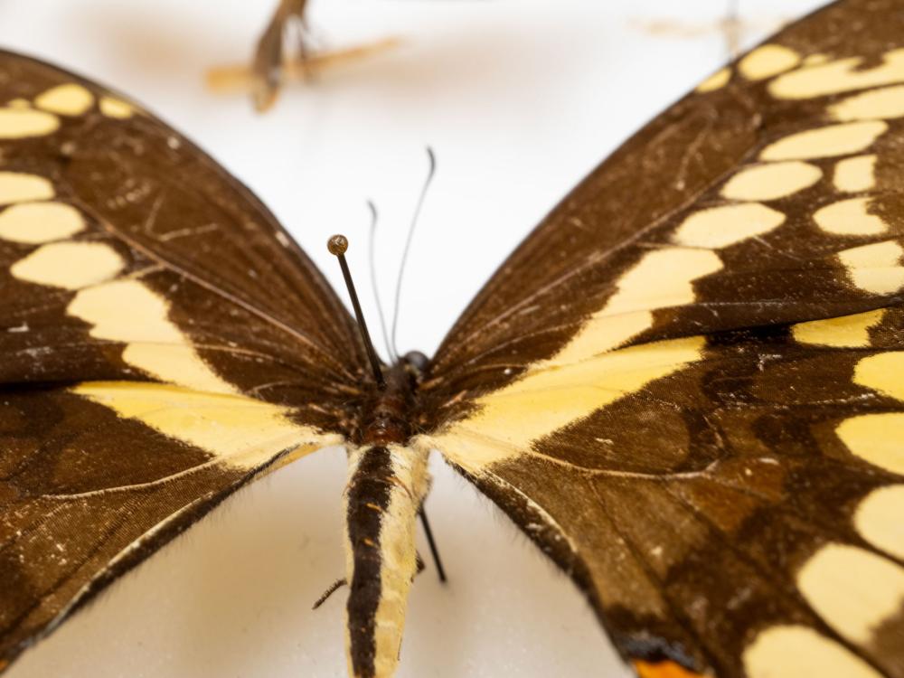 A close-up of a king swallowtail butterflies, which has large brown wings with yellow accents, pinned to a display.