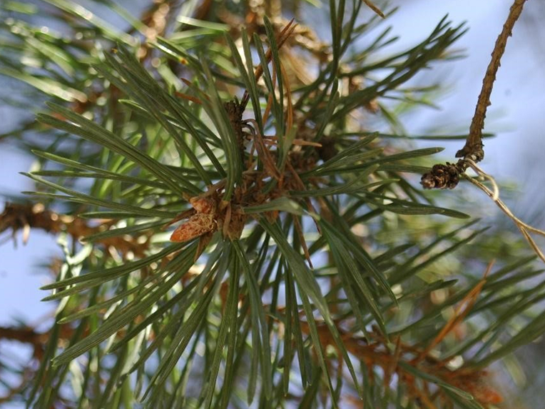 scotch pine