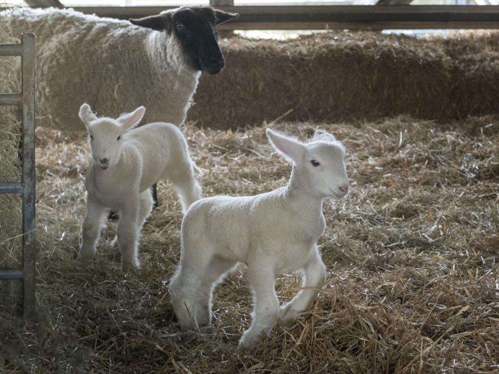 lambs running at Sheep Barns