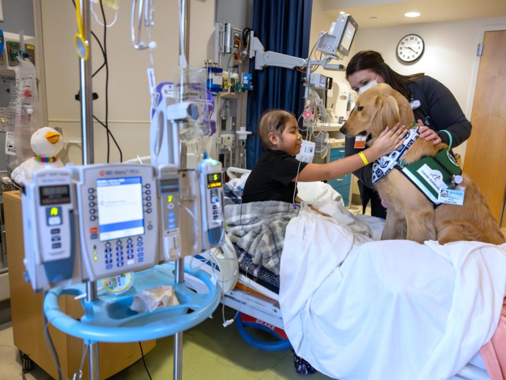 A dog sits on a hospital bed with a pediatric patient