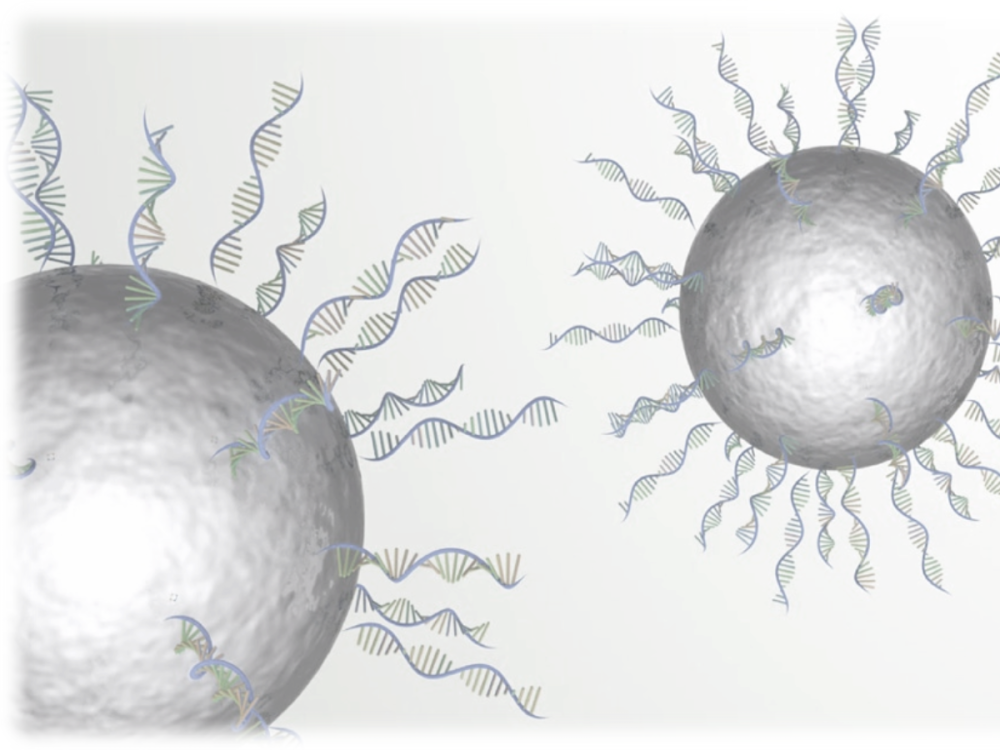 Animated image of cells