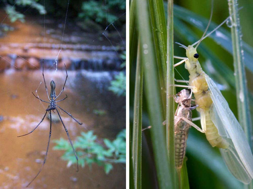 Side-by-side images of a spider and an insect