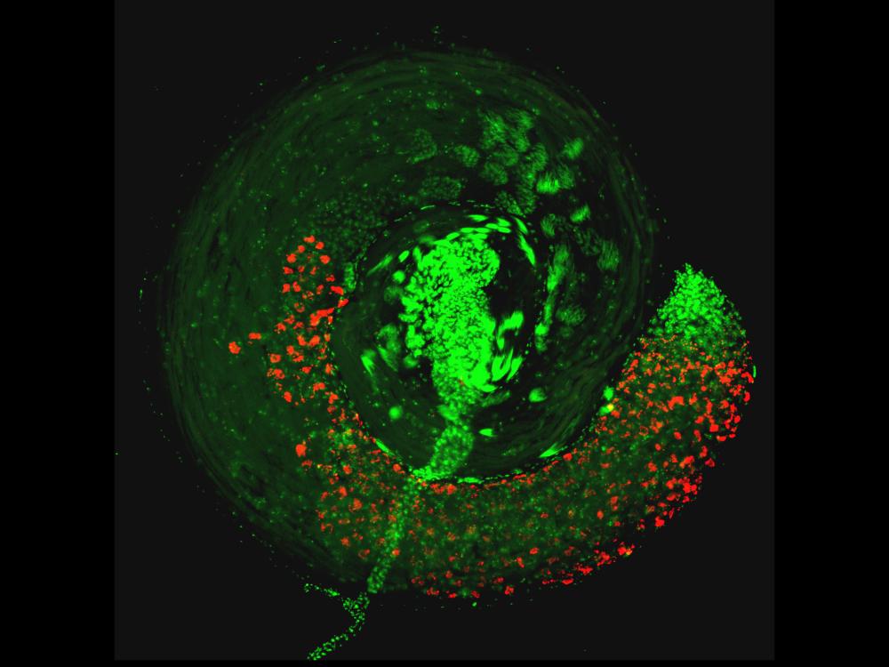 fluorescent image of fly testes with lots of red dots