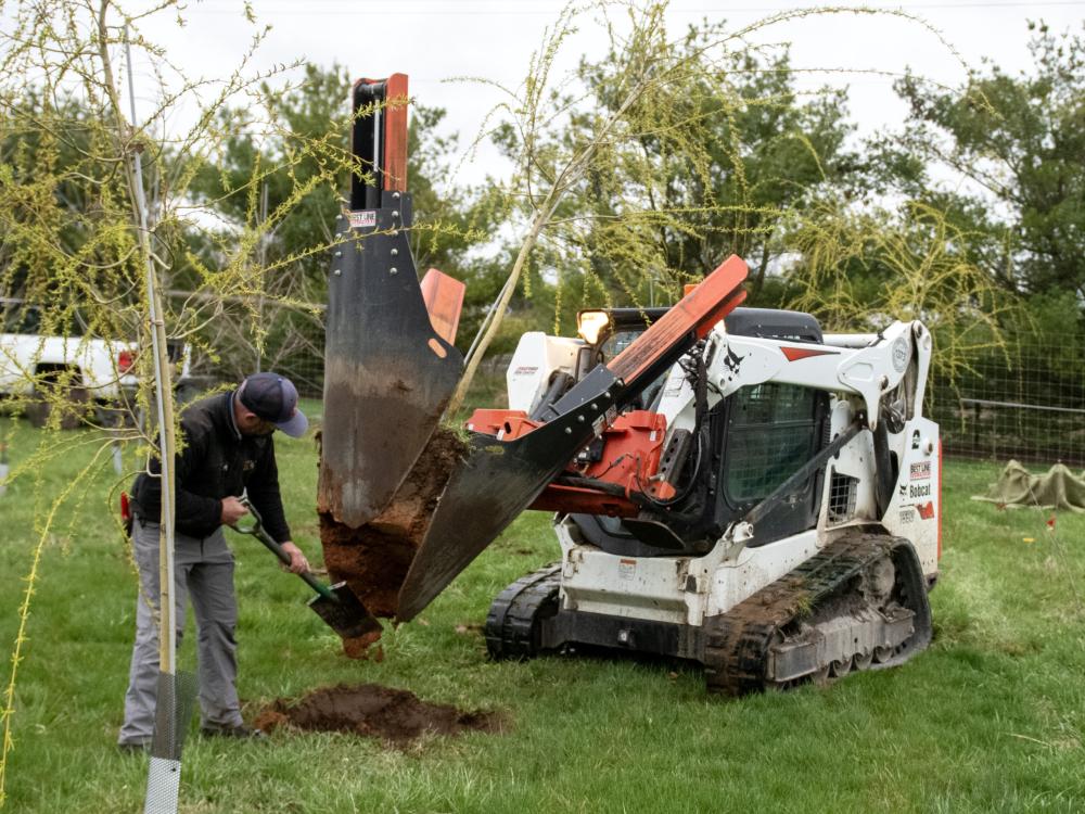 Workers dig a small tree in preparation for replanting.