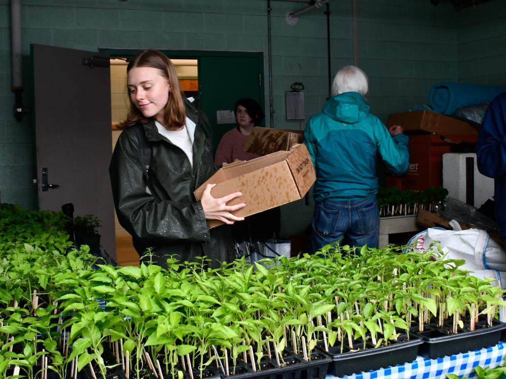 A student organizes plants during the Ross Student Farm annual sale