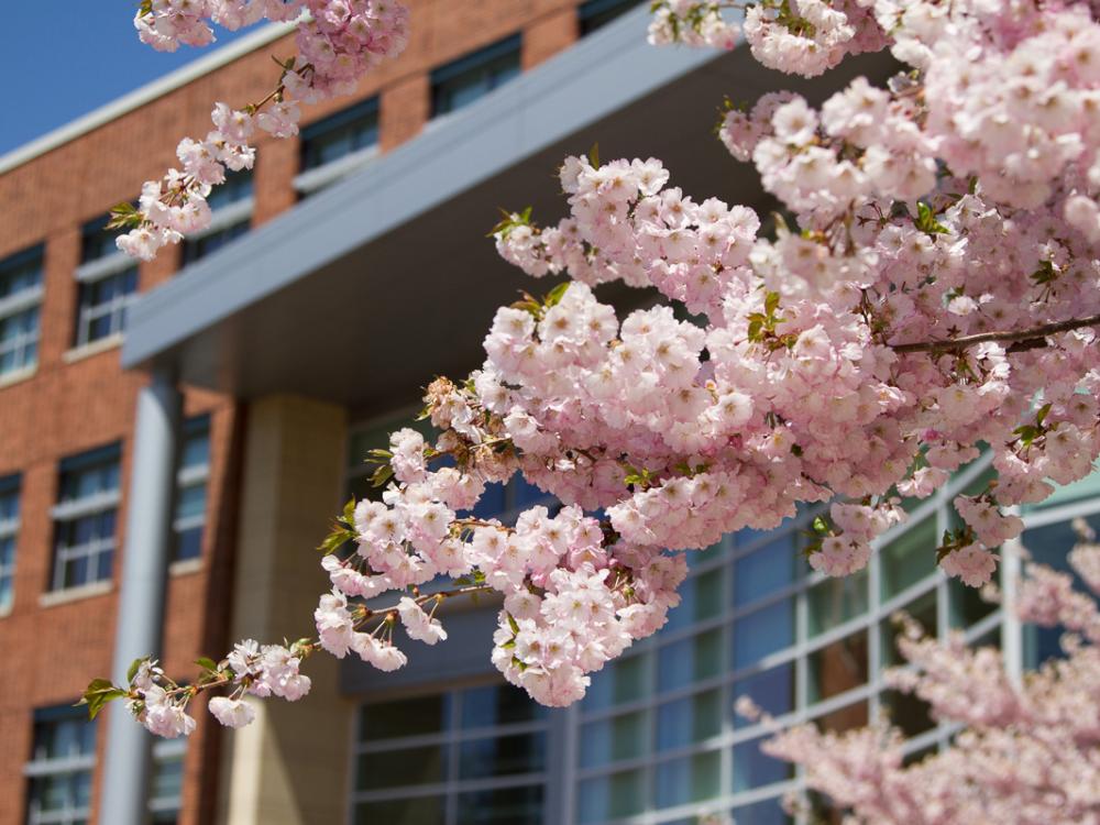 A photo of the front of the business building with a blooming tree in the foreground