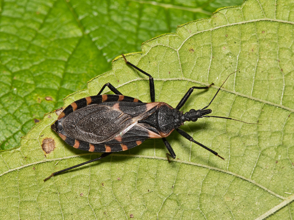 black bug with orange stripes on leaf