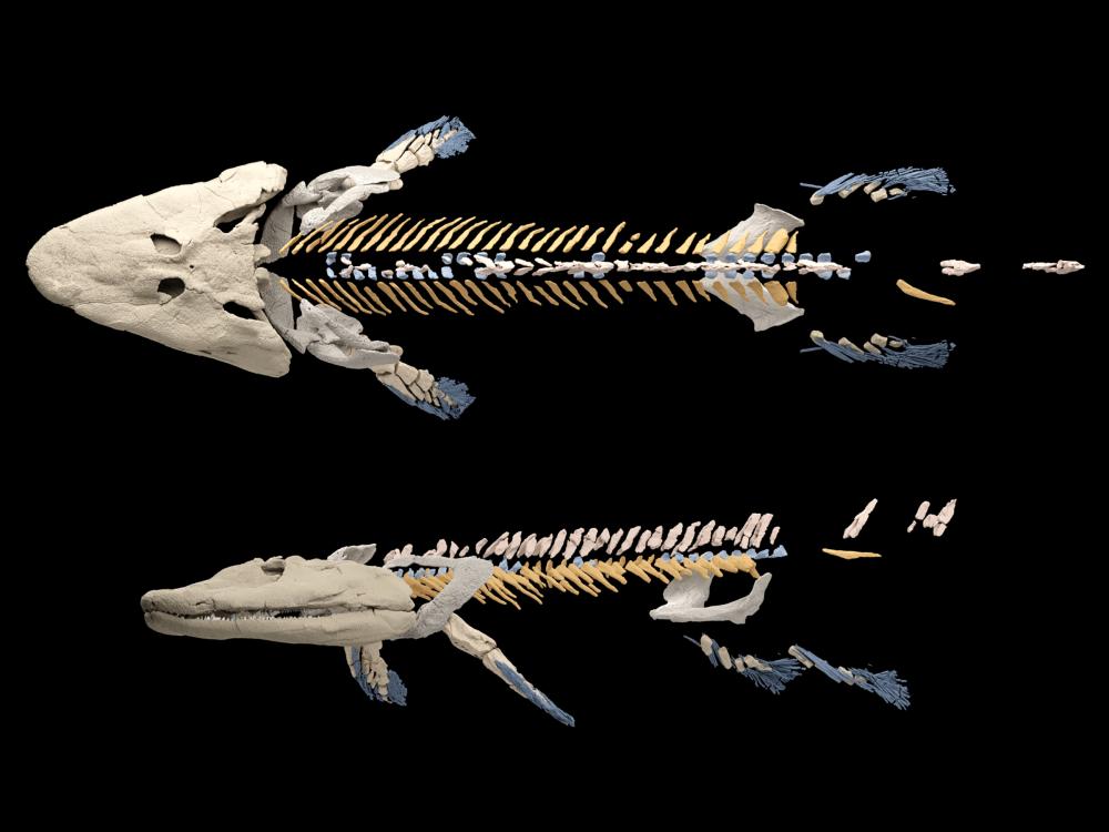 Two views of a new reconstruction of the skeleton of the fossil fish, Tiktaalik Roseae