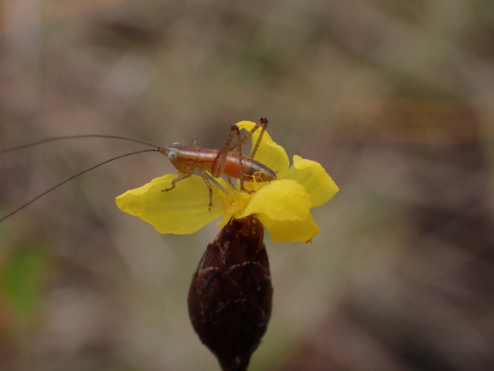 A katydid on a yellow flower of the yellow eyed grass