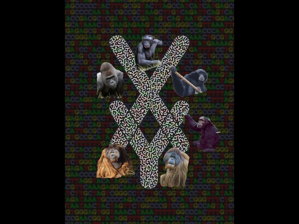 X and Y letters made of DNA alphabet surrounded by images of apes