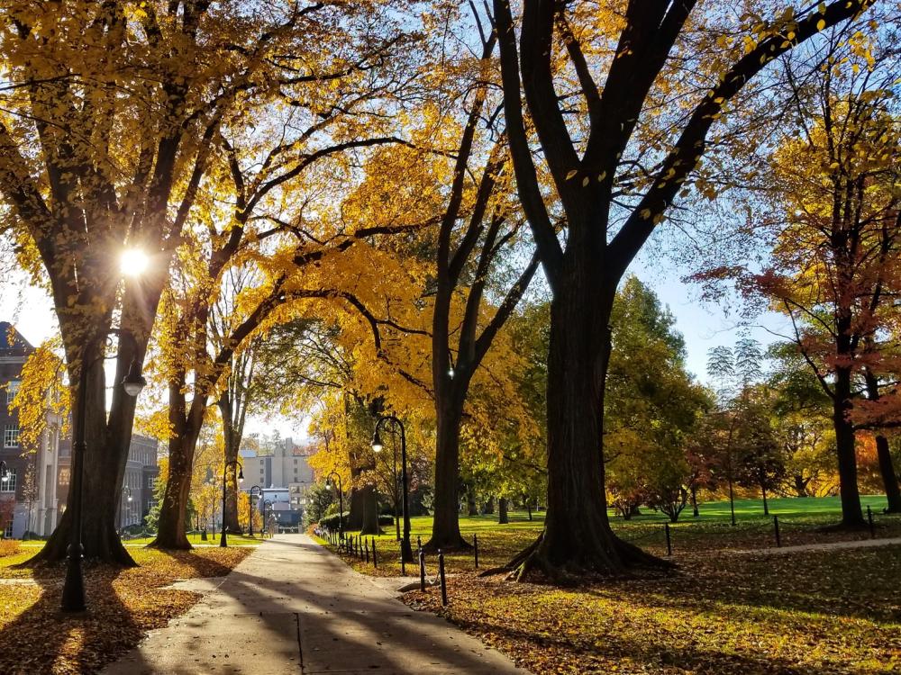 Trees on the University Park campus