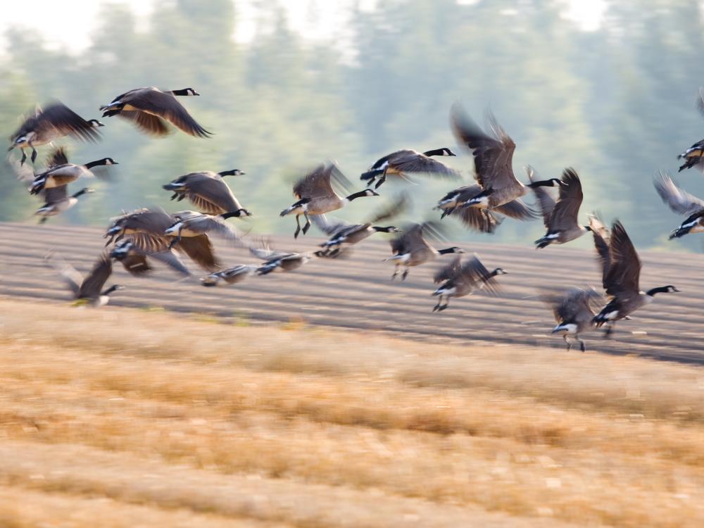 Flock of Canadian geese flying over farm field.