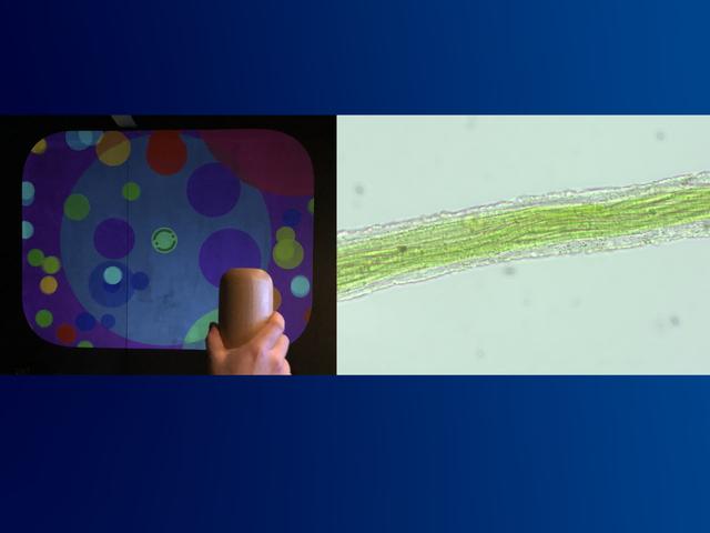 Video game image on left, microcoleus image on right