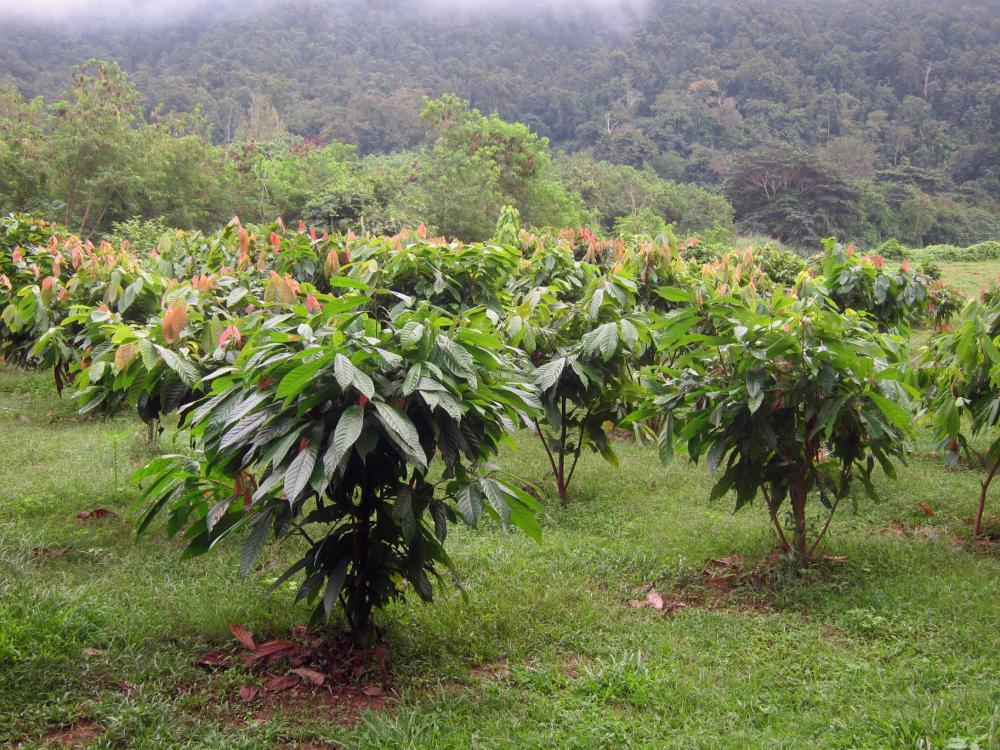 cacao growing in the tropics