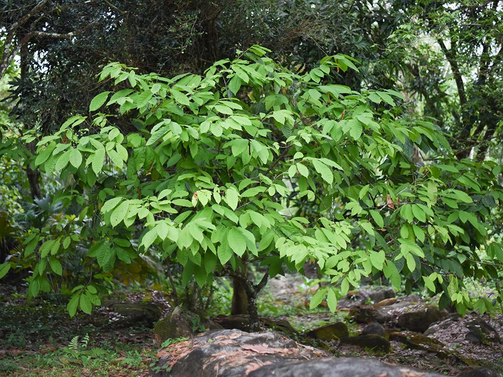 A cacao tree