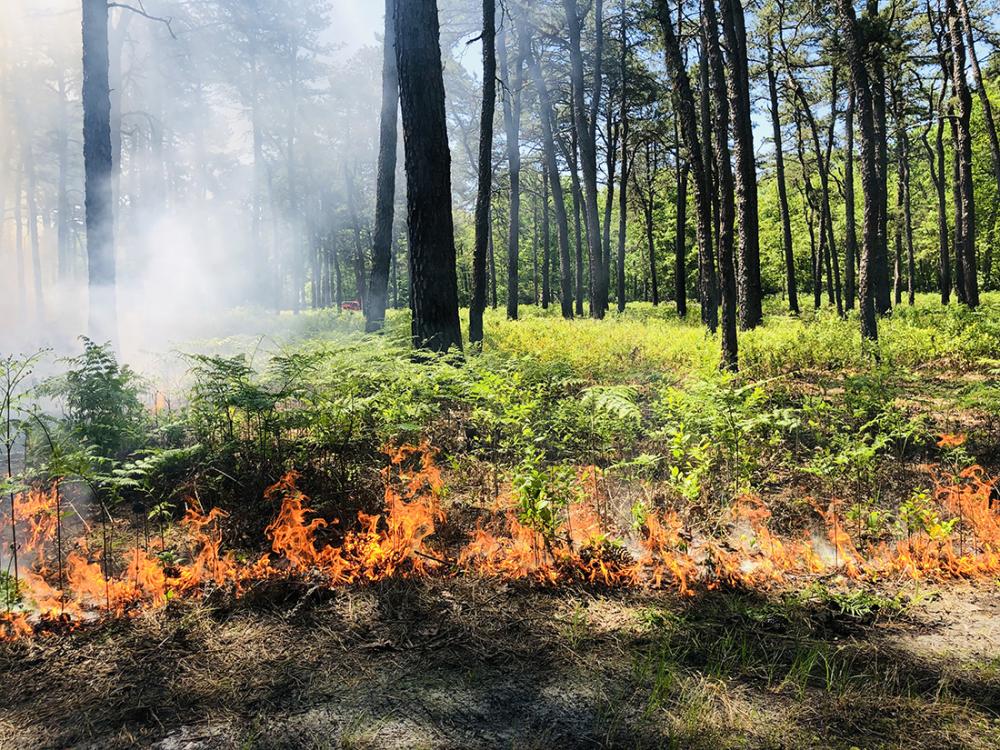 Flames in a controlled line in the woods