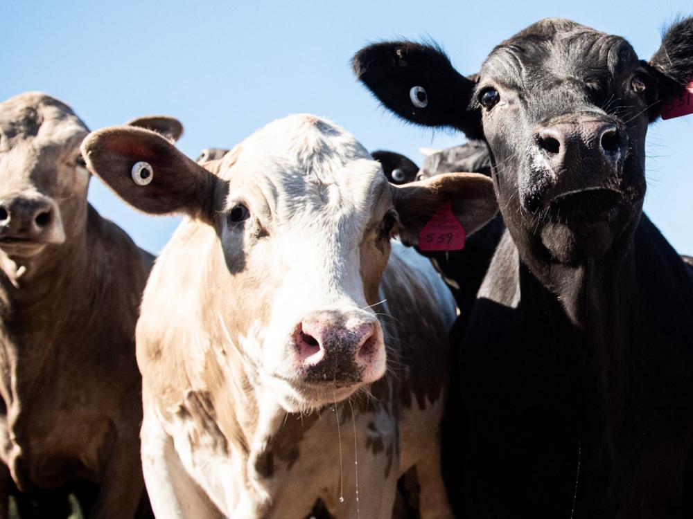 mixed steers