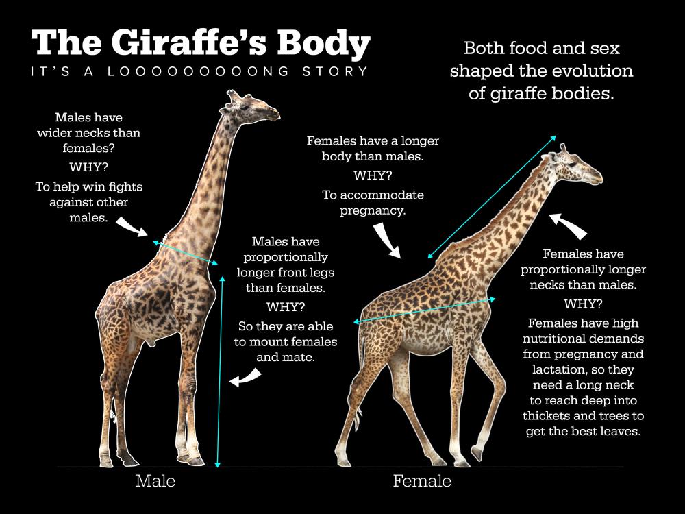 Infographic of giraffes