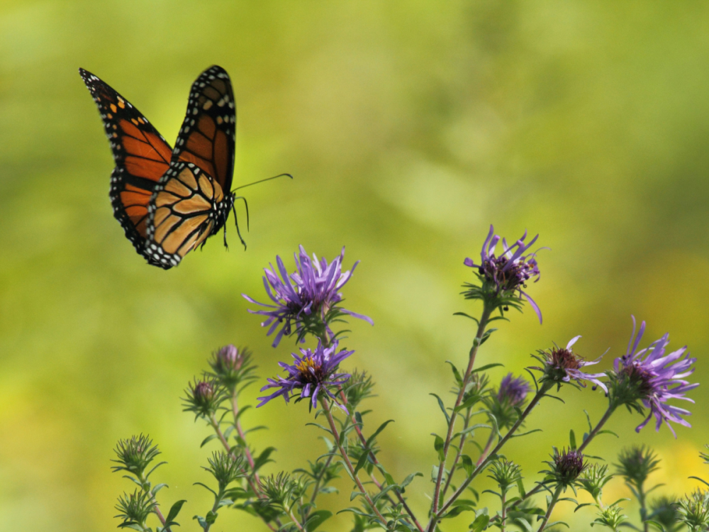 a monarch butterfly flying close to purple flowers