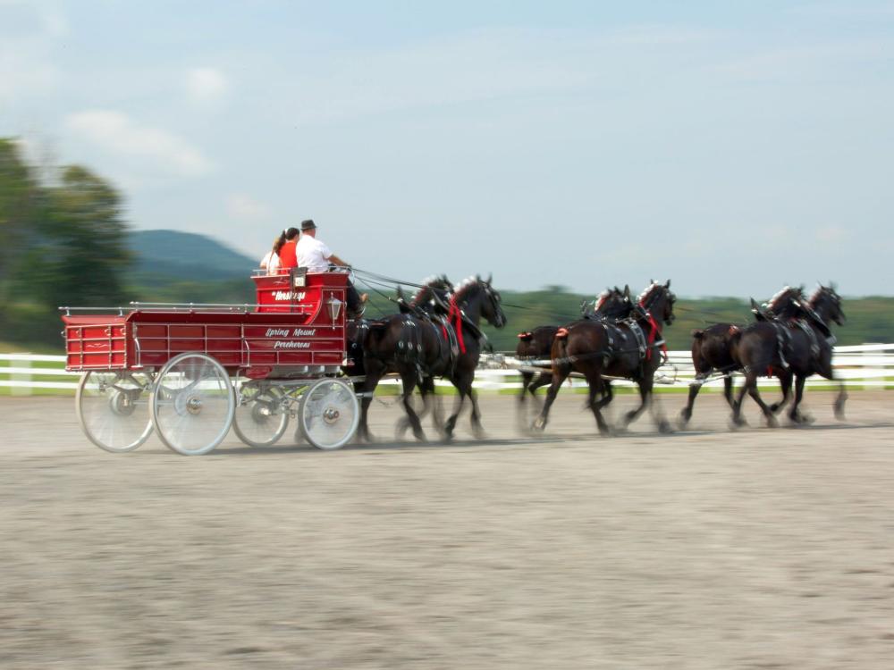 Six horses pull a cart