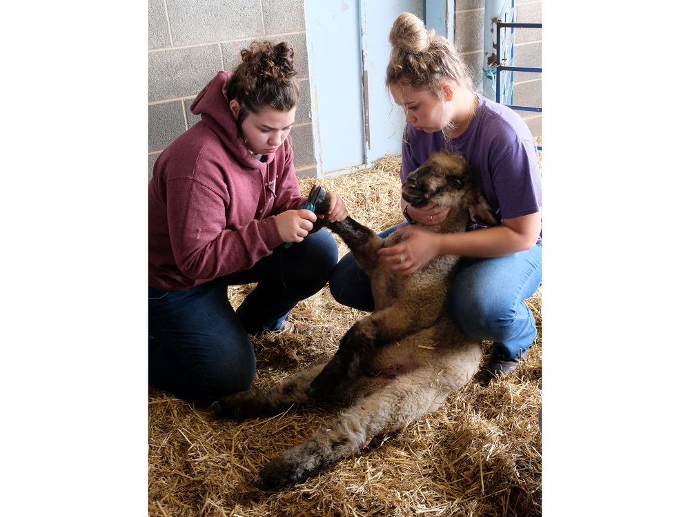 Two people trim a farm animal's hoof