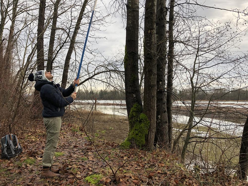 Person standing in the woods, collecting samples from a tree.