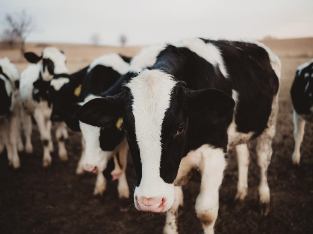 Dairy cows in a field