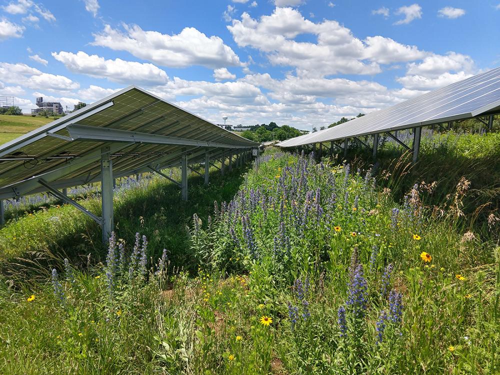 solar panels in a field