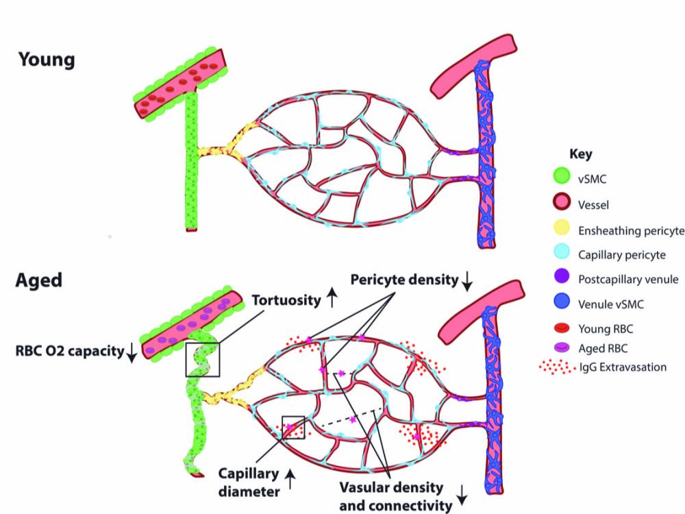 drawing of blood vessel network in young and old mice brains