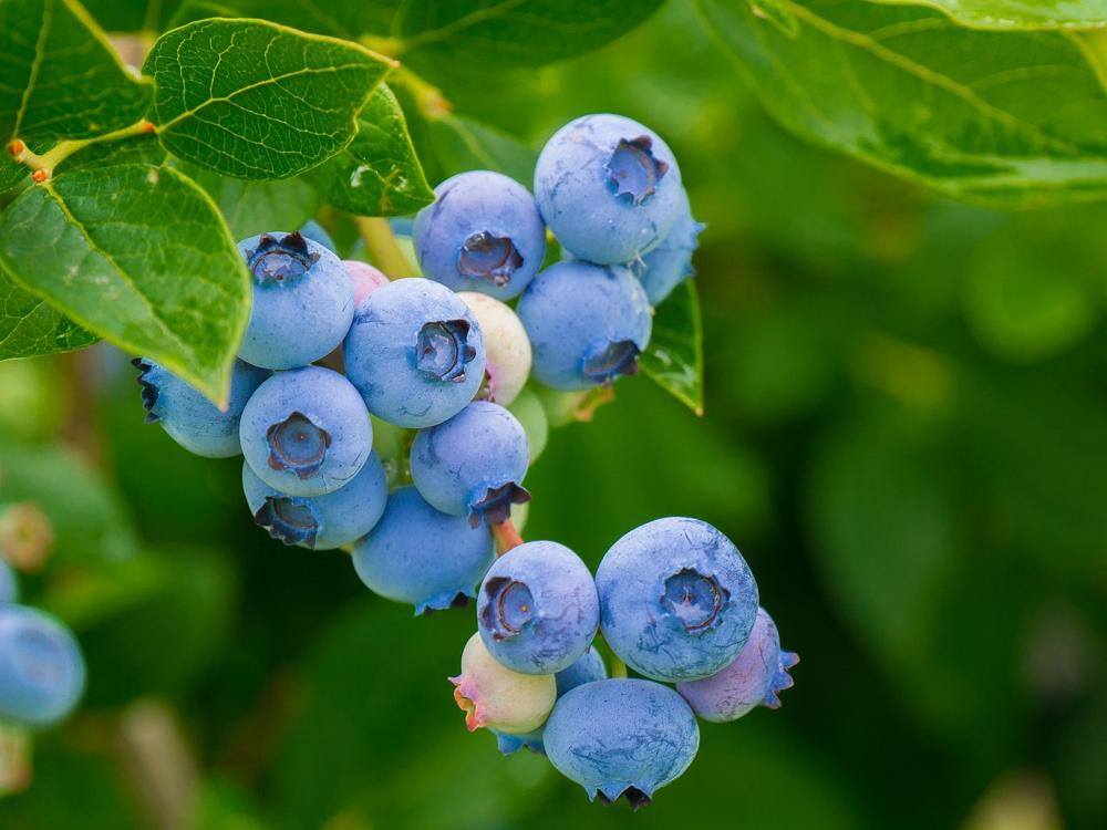 blueberries