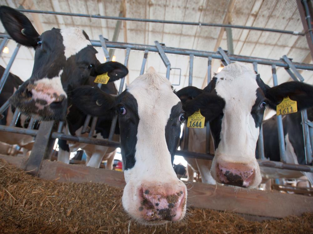 Cows at a feeding bank