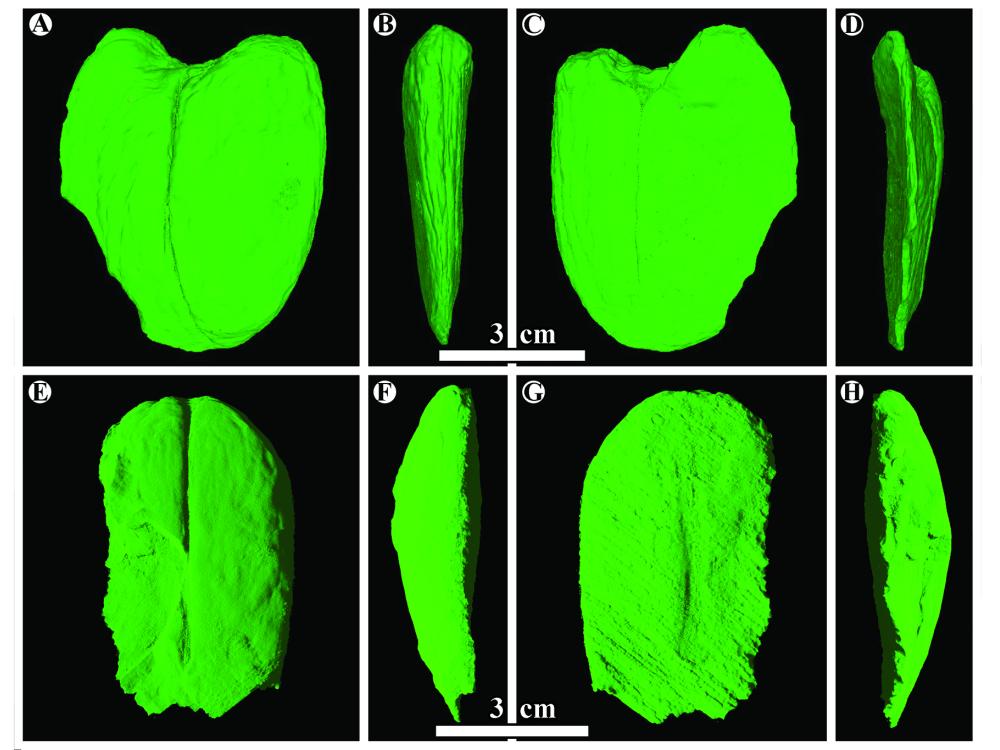 Scans of the a giant fossil legume 