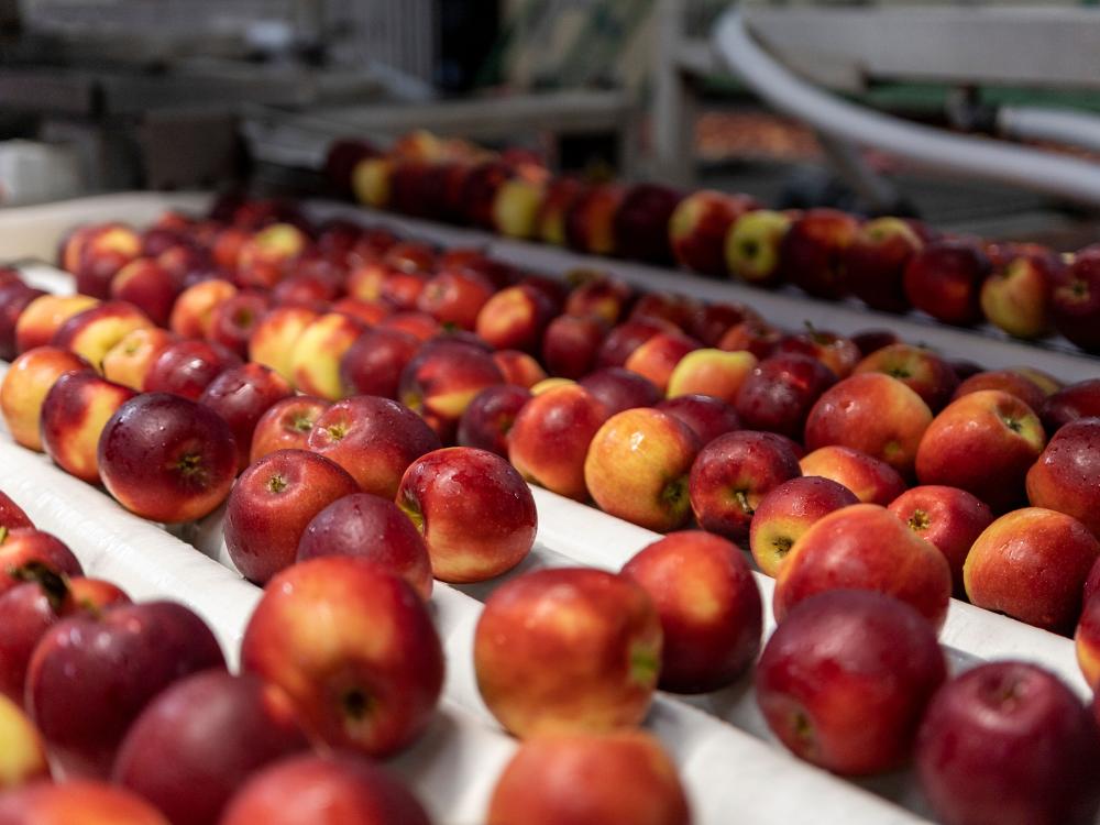 Apples in contact with equipment at a packinghouse