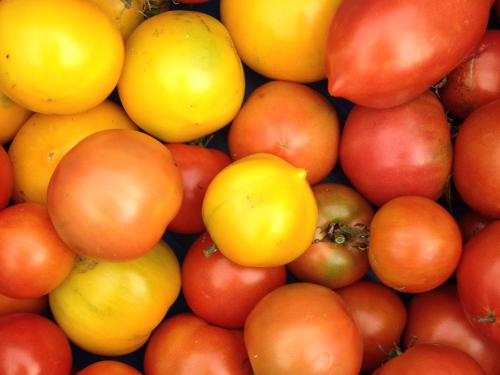 A collection of tomatoes 