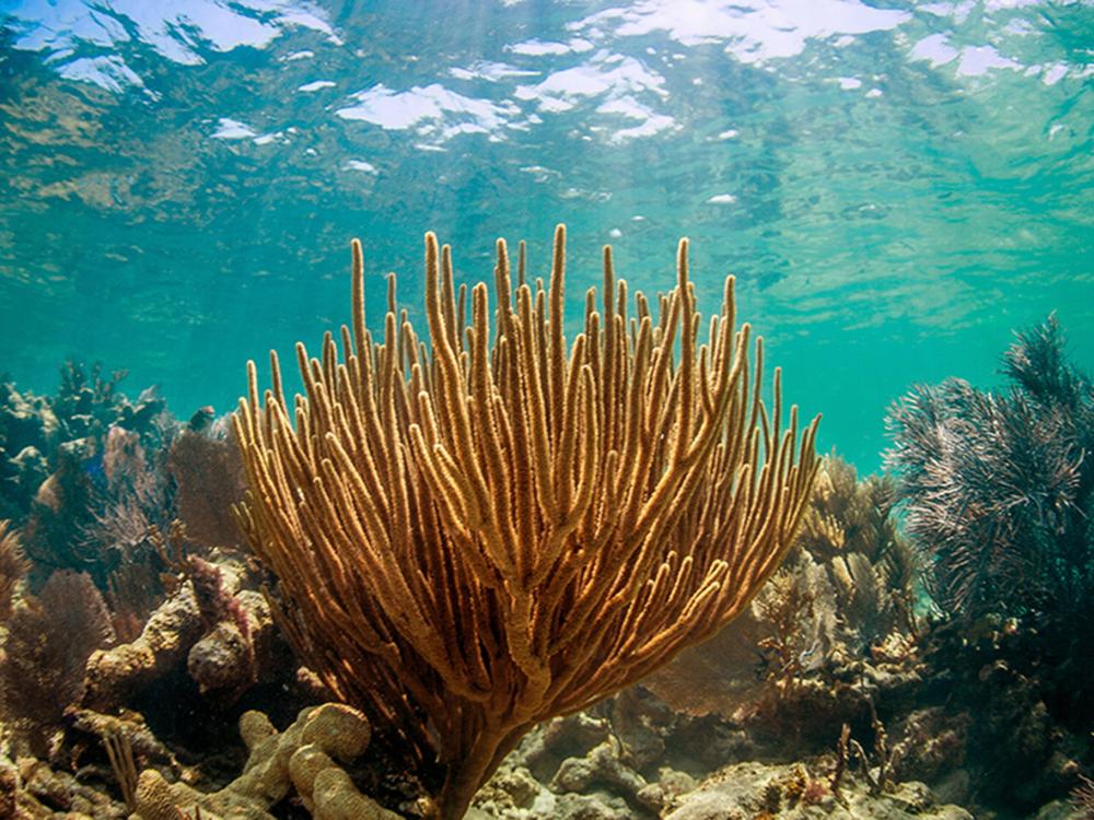 Coral reefs are dependent on clean and clear waters for their growth and survival